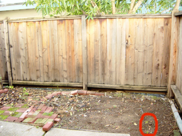 My postage stamp of backyard, new growth (bulbs) circled in red.